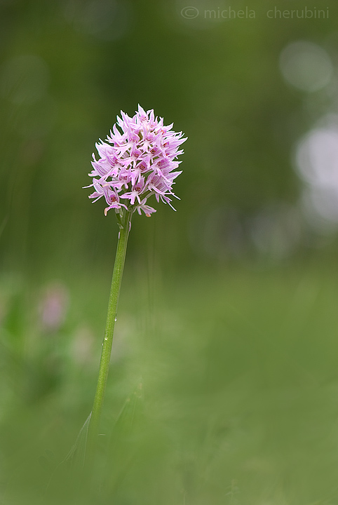 varie orchidee da determinare,qualcuno mi aiuta?